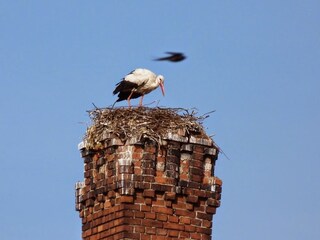 Storch auf der alten Zuckersiederei