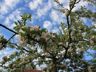 Unser Apfelbaum in der Blüte