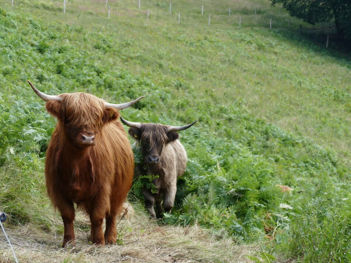 unsere Hochlandrinder