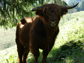 Holiday apartment Münstertal Environment 32