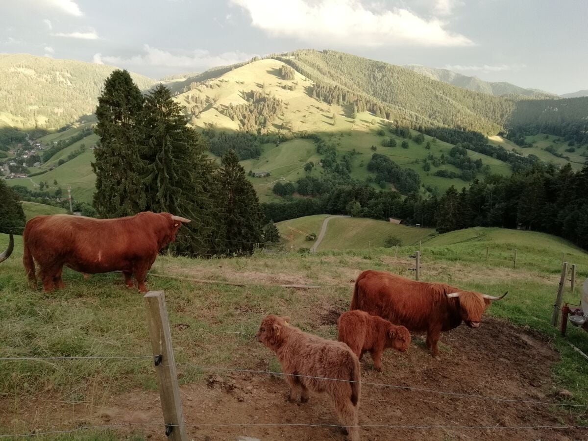 Schottische Hochlandrinder mit Branden im Hintergrund