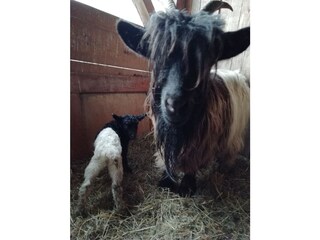 Holiday apartment Münstertal Environment 34
