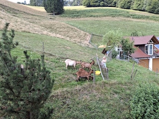 Bergblick vom Balkon