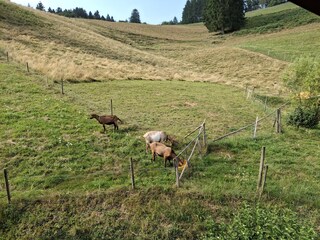 Holiday apartment Münstertal Features 25