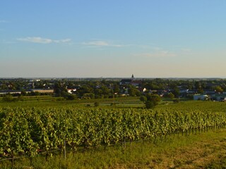 Blick auf Mönchhof