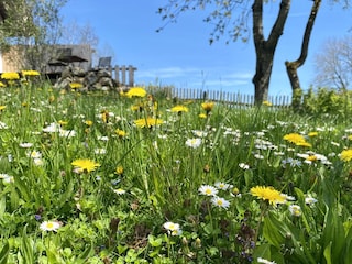 Blumenwiese im Garten