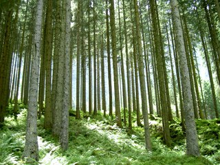 Appartamento per vacanze Hochkrimml Ambiente 20