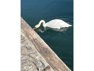 Casa per le vacanze Trarego Viggiona Ambiente 34