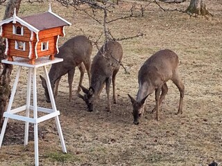 Casa de vacaciones Sjövik  10