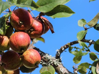 Vakantiehuis Sjövik  11