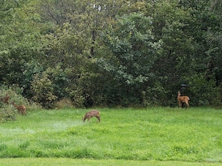 Casa de vacaciones Sjövik  8