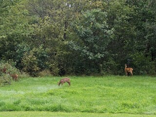 Vakantiehuis Sjövik  8