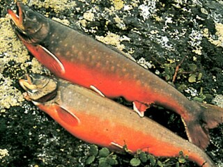 Vakantiehuis Nordli  7