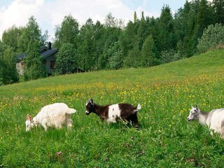 Vakantiehuis Nordli  18