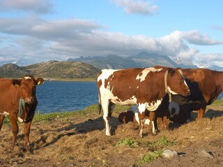 Maison de vacances Engavågen  15