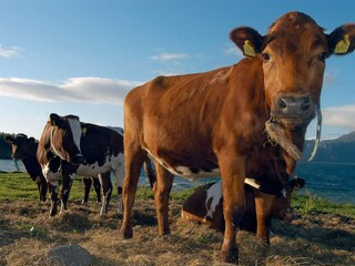 Casa per le vacanze Engavågen  15