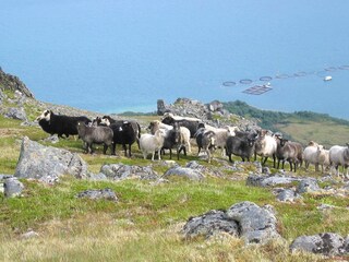 Casa per le vacanze Alsvåg  20
