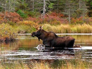 Vakantiehuis Torsby  10