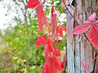 Ferienhaus Backaryd  23