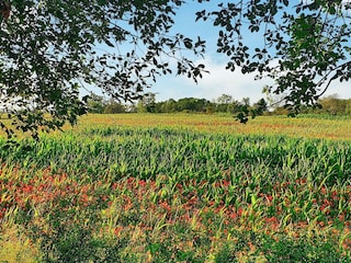 Ferienhaus Köpingsvik Außenaufnahme 6