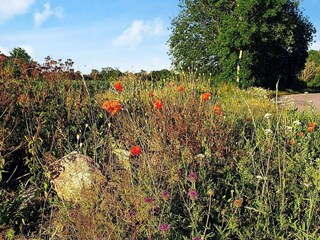 Ferienhaus Köpingsvik  11