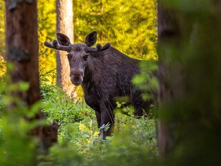 Casa de vacaciones Sälen  15