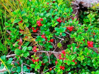 Holiday house Sälen  7