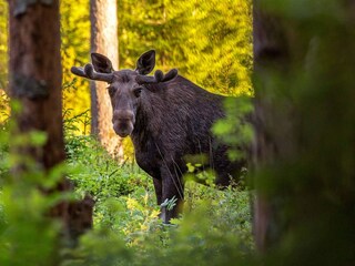 Vakantiehuis Sälen  11