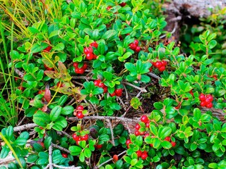 Holiday house Sälen  12