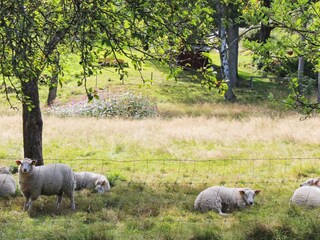 Casa per le vacanze Varekil  13