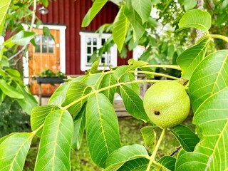 Vakantiehuis Borgholm  8