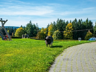 Unsere Hausschweine zum Kraulen