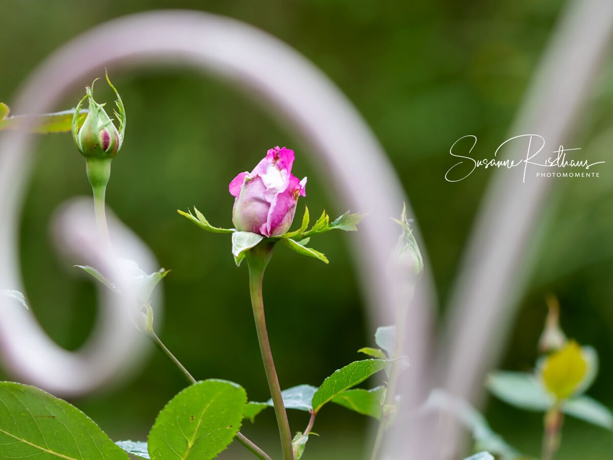 Ihr Rosengarten