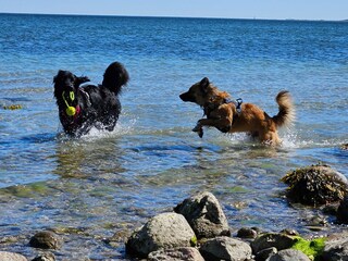 Hunde sind Herzlich Willkommen!