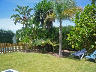The tropical garden