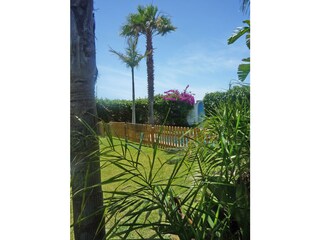 Palms