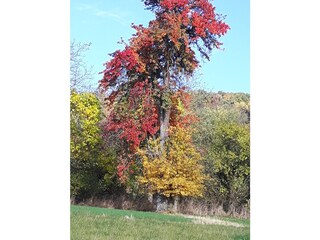 Farbenbracht im Herbst