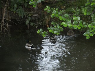 Enten in der Weismain...