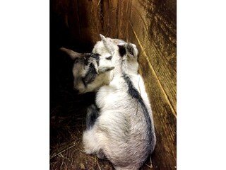 The first real Alpine-Goats this year ;)