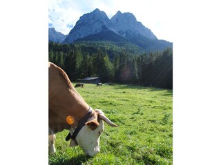 Alpenidyll mit Zugspitzblick