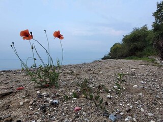 Vakantiehuis Sønderballe  39