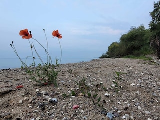 Ferienhaus Sønderballe  35