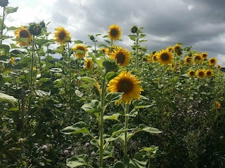 Vakantiehuis Sønderballe  26