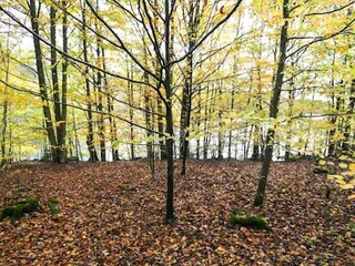 Ferienhaus Boras  34