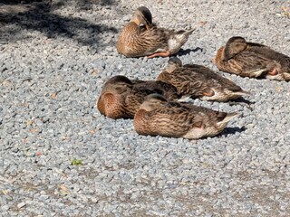 Ferienhaus Ebeltoft  17