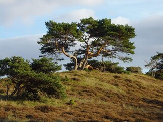 Vakantiehuis Vejby Strand  23