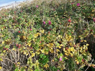 Maison de vacances Fårevejle  24