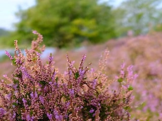 Ferienhaus Silkeborg  18