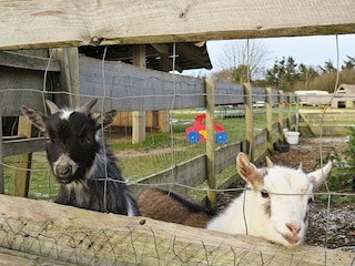 Ferienhaus Humlum  22