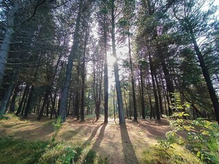Maison de vacances Skagen  17